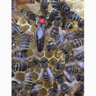 БДЖОЛОМАТКИ Карпатка Плідні матки 2021 (Пчеломатки, Плодные матки, Бджолині матки)