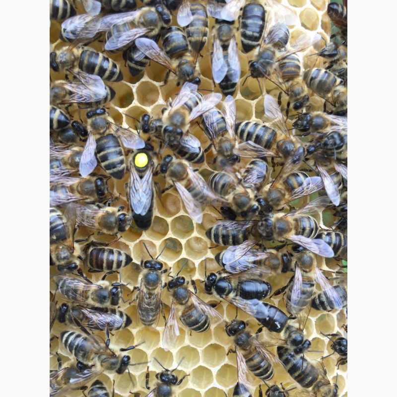Фото 10. БДЖОЛОМАТКИ Карпатка Плідні матки 2021 (Пчеломатки, Плодные матки, Бджолині матки)