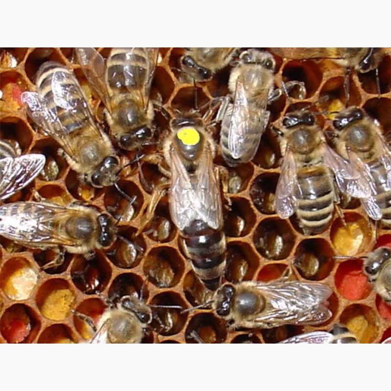 Фото 11. БДЖОЛОМАТКИ Карпатка Плідні матки 2021 (Пчеломатки, Плодные матки, Бджолині матки)
