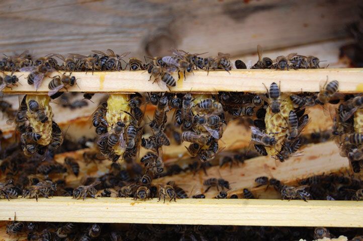 Фото 2. БДЖОЛОМАТКИ Карпатка Плідні матки 2021 (Пчеломатки, Плодные матки, Бджолині матки)