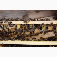 БДЖОЛОМАТКИ Карпатка Плідні матки 2021 (Пчеломатки, Плодные матки, Бджолині матки)