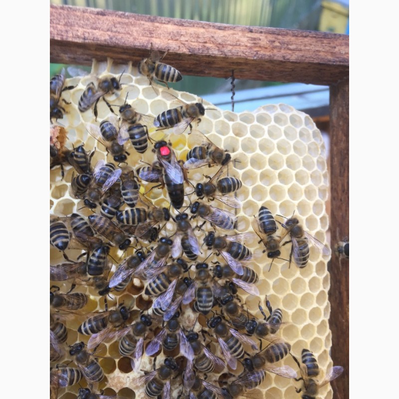 Фото 3. БДЖОЛОМАТКИ Карпатка Плідні матки 2021 (Пчеломатки, Плодные матки, Бджолині матки)