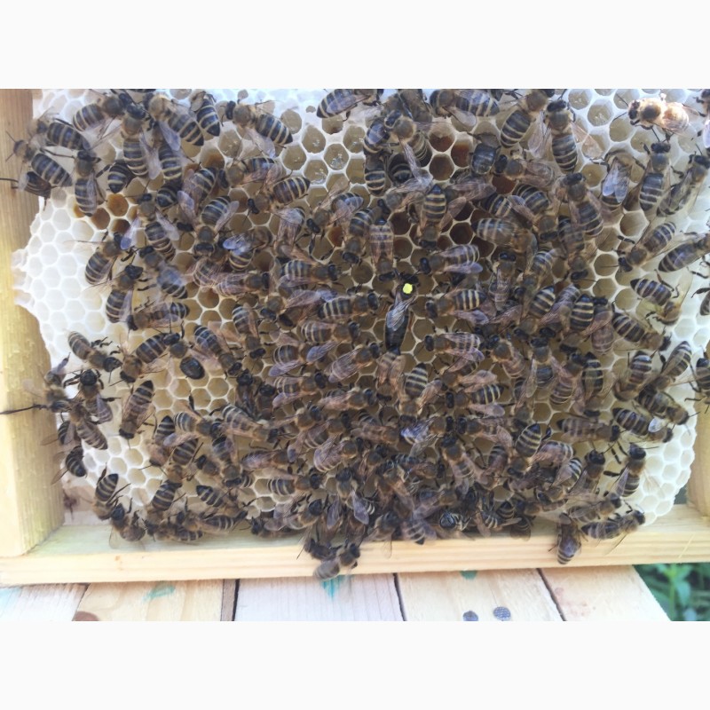 Фото 7. БДЖОЛОМАТКИ Карпатка Плідні матки 2021 (Пчеломатки, Плодные матки, Бджолині матки)