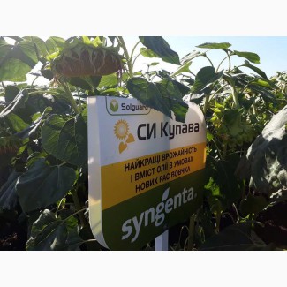 Семена подсолнечника СИ Купава от Syngenta