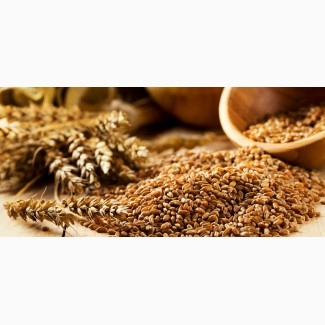 Продажа зерновых и масличных культур