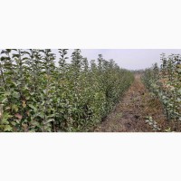 Саджанці яблуні 2 річної ОПТОМ Летичівського плодорозсадника