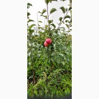 Саджанці яблуні 2 річної ОПТОМ Летичівського плодорозсадника