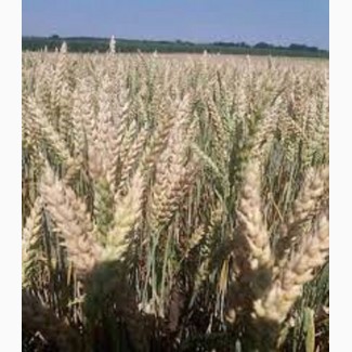 Семена озимой пшеницы КРАЕВИД