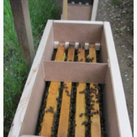 Пчелопакеты бджолопакети карпатка