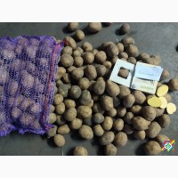 Підприємство укладе договори на поставку картоплі середньої і великої фракції для столових