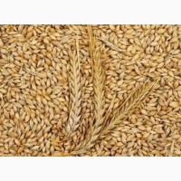 Куплю фуражну пшеницю