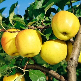 Продам яблоки хорошего качества, свежего урожая прямиком из сада. От производителя