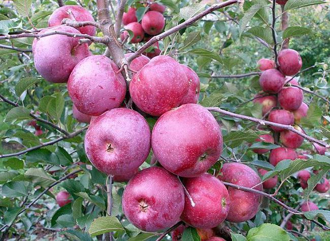 Фото 2. Продам яблоки хорошего качества, свежего урожая прямиком из сада. От производителя