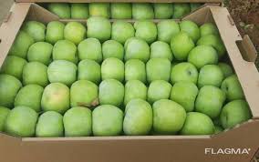 Фото 3. Продам яблоки хорошего качества, свежего урожая прямиком из сада. От производителя