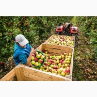 Продам яблоки хорошего качества, свежего урожая прямиком из сада. От производителя
