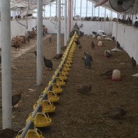 Оренда приміщень для вирощування фазанів та перепілок від 250 кв.м