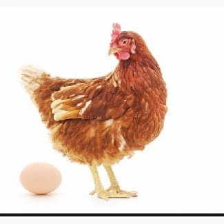 Ломан Браун курячі інкубаційні яйця