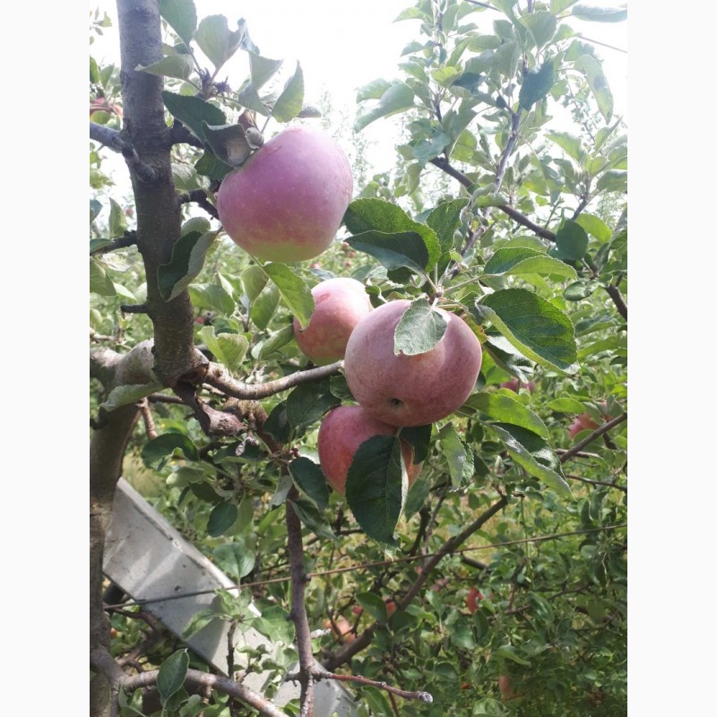 Фото 4. Продам яблука з власного саду