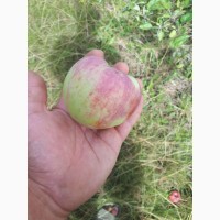 Продам яблука з власного саду