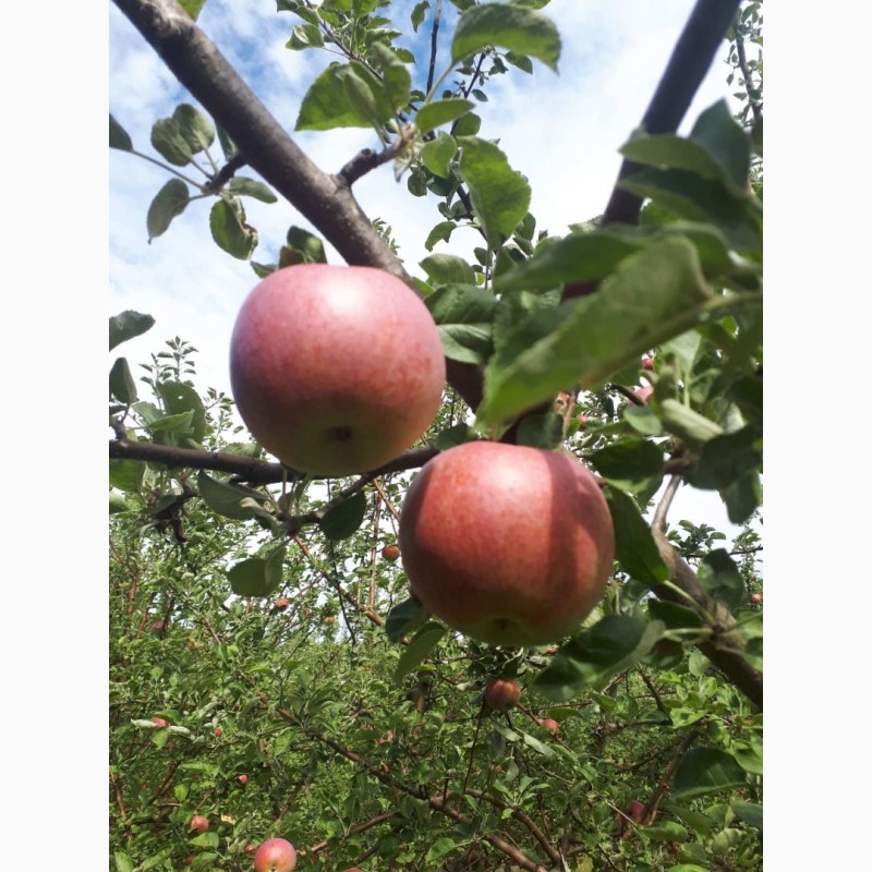 Фото 6. Продам яблука з власного саду