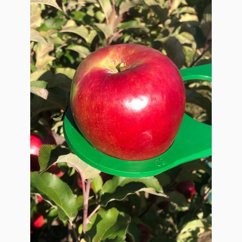 Фото 3. Продам яблука з холодильника газовані є обєм паковка 7+ чисті без граду та парші