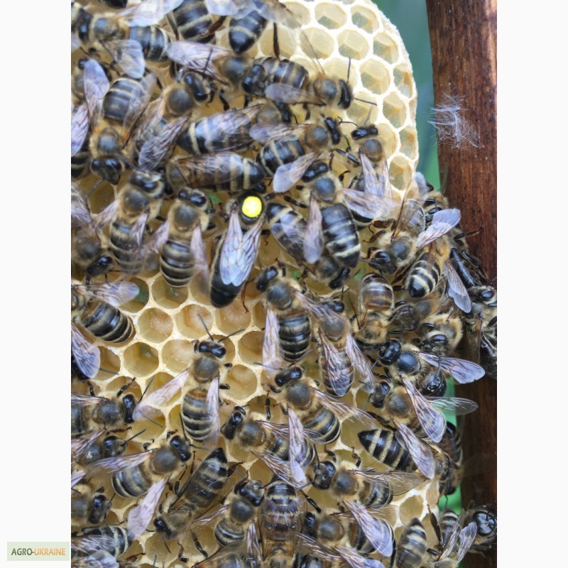 Фото 2. Бджоломатка КАРПАТКА Плідні матки 2021 року (Пчеломатка, Бджолині матки)
