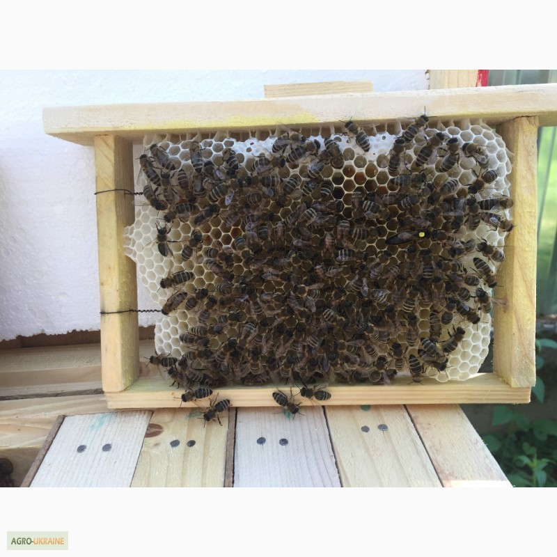Фото 3. Бджоломатка КАРПАТКА Плідні матки 2021 року (Пчеломатка, Бджолині матки)