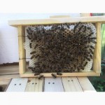 Бджоломатка КАРПАТКА Плідні матки 2021 року (Пчеломатка, Бджолині матки)