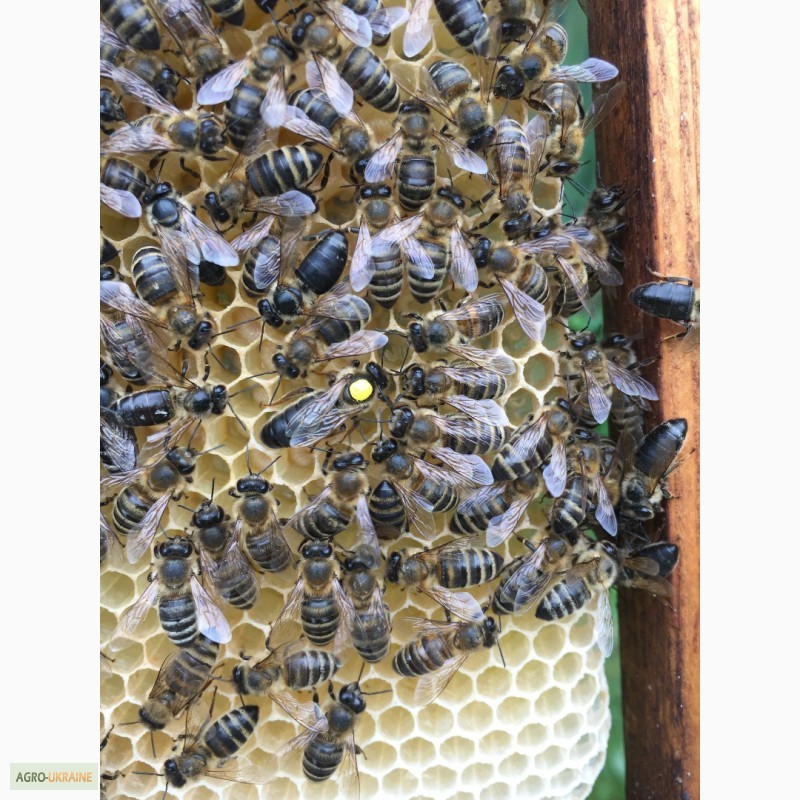 Фото 4. Бджоломатка КАРПАТКА Плідні матки 2021 року (Пчеломатка, Бджолині матки)