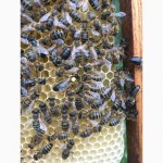 Бджоломатка КАРПАТКА Плідні матки 2021 року (Пчеломатка, Бджолині матки)