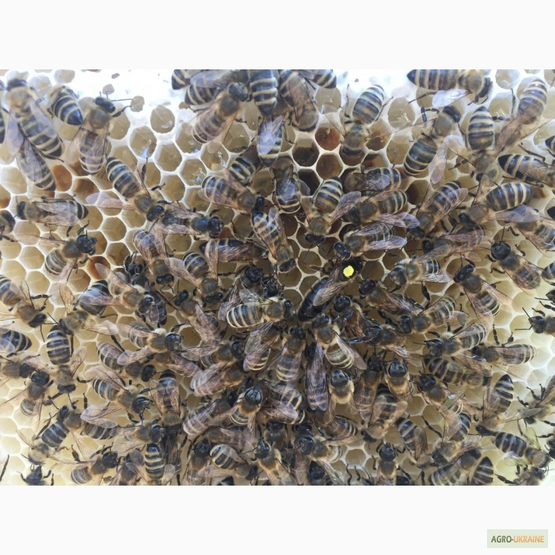 Фото 5. Бджоломатка КАРПАТКА Плідні матки 2021 року (Пчеломатка, Бджолині матки)