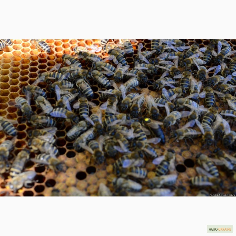 Фото 6. Бджоломатка КАРПАТКА Плідні матки 2021 року (Пчеломатка, Бджолині матки)