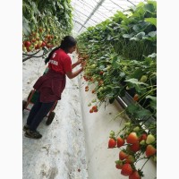 Сельхоз. работа в Англии на ферме по сбору ягод и овощей