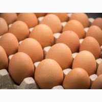 Инкубационные яйца Кобб 500
