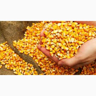 Компанія продає на експорт кукурудзу в базі