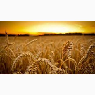 Продам пшеницю 3 кл на експорт