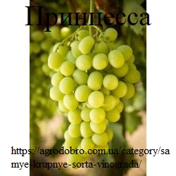 Фото 2. Самые крупные привитые сорта винограда 2х-лет