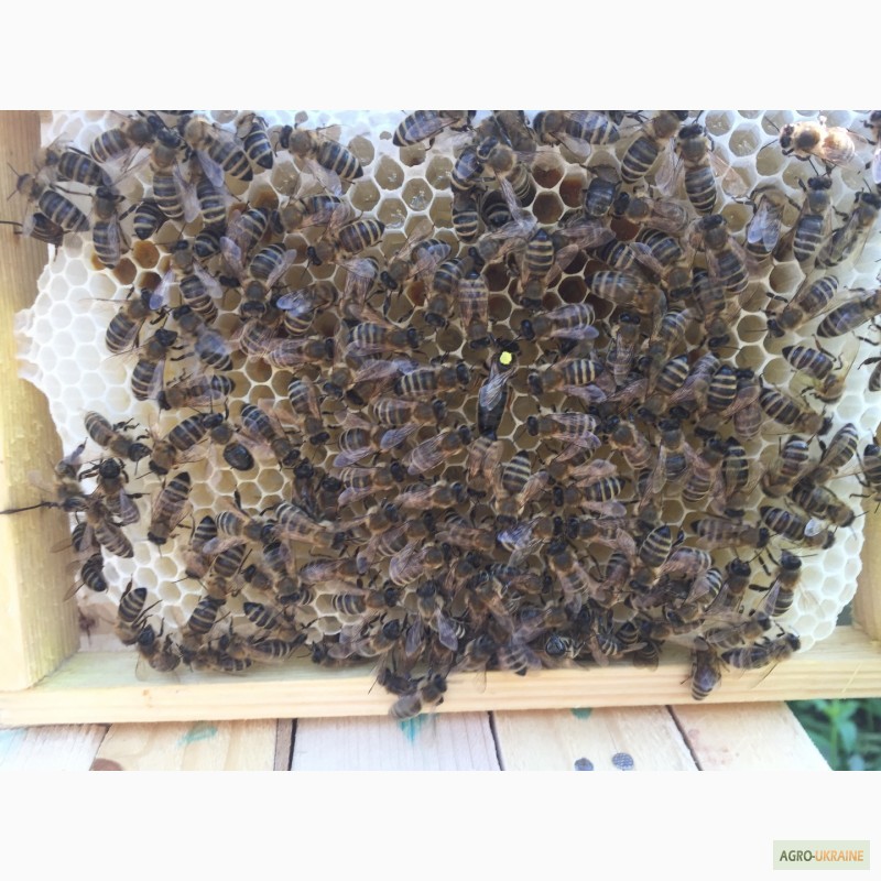 Фото 2. БДЖОЛОМАТКИ КАРПАТКА 2021 Плідні матки (Бджолині матки, Пчеломатка)