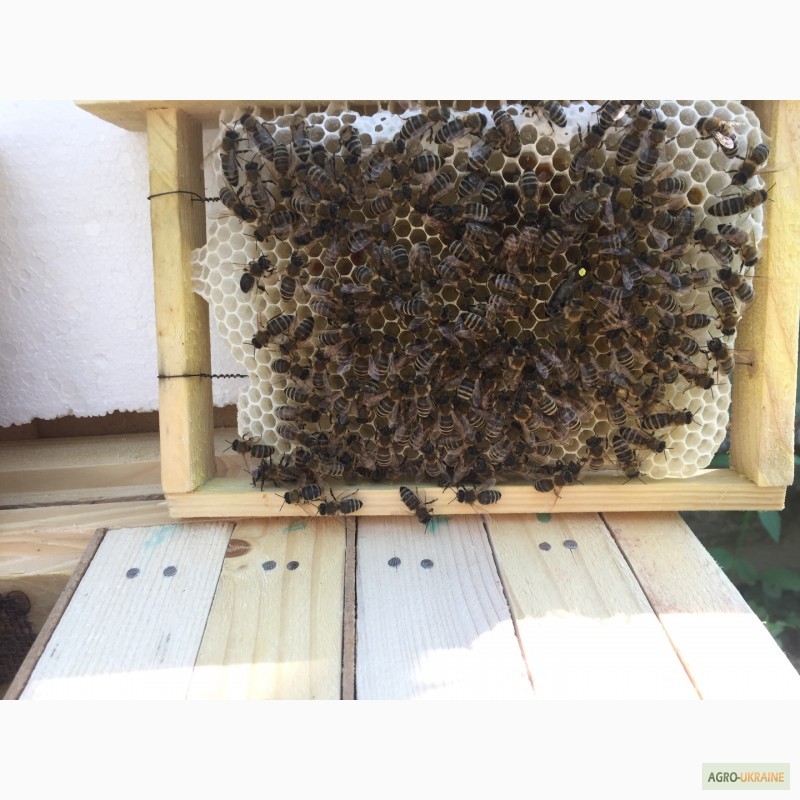 Фото 3. БДЖОЛОМАТКИ КАРПАТКА 2021 Плідні матки (Бджолині матки, Пчеломатка)