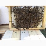 БДЖОЛОМАТКИ КАРПАТКА 2021 Плідні матки (Бджолині матки, Пчеломатка)