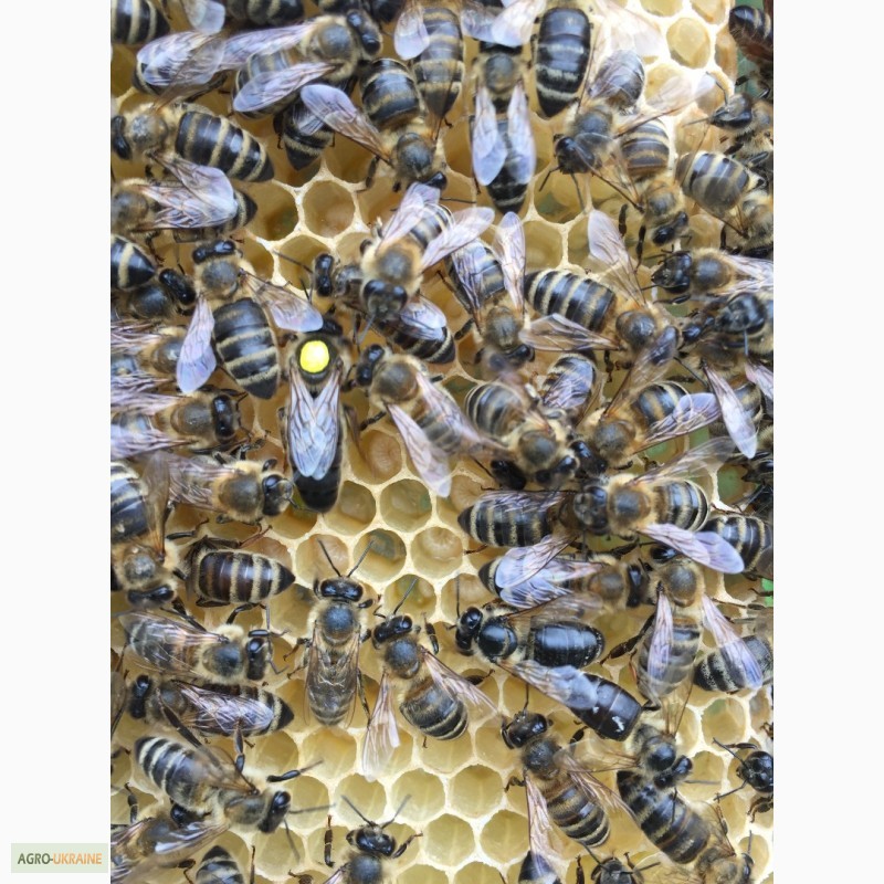 Фото 4. БДЖОЛОМАТКИ КАРПАТКА 2021 Плідні матки (Бджолині матки, Пчеломатка)