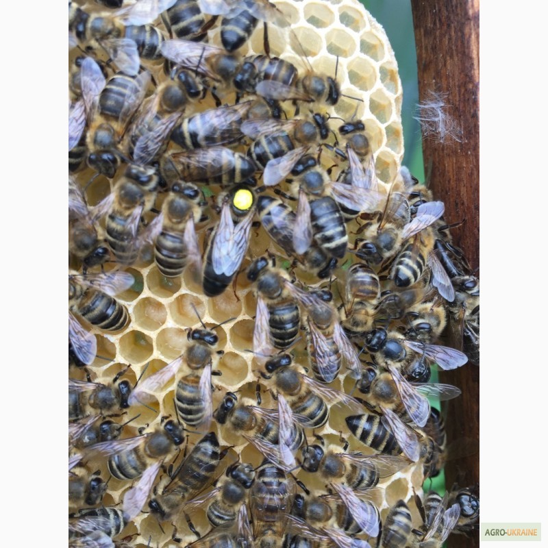 Фото 6. БДЖОЛОМАТКИ КАРПАТКА 2021 Плідні матки (Бджолині матки, Пчеломатка)