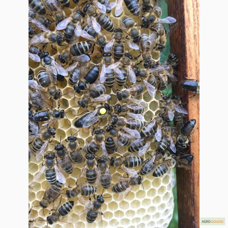 Фото 7. БДЖОЛОМАТКИ КАРПАТКА 2021 Плідні матки (Бджолині матки, Пчеломатка)
