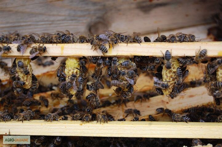 Фото 8. БДЖОЛОМАТКИ КАРПАТКА 2021 Плідні матки (Бджолині матки, Пчеломатка)