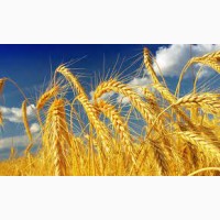 Продаємо пшеницю на експортний ринок - класова, фураж