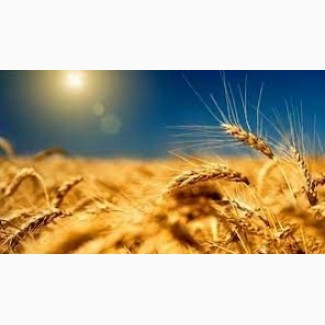 Куплю пшеницю 2, 3, 4 кл. від 50 тон
