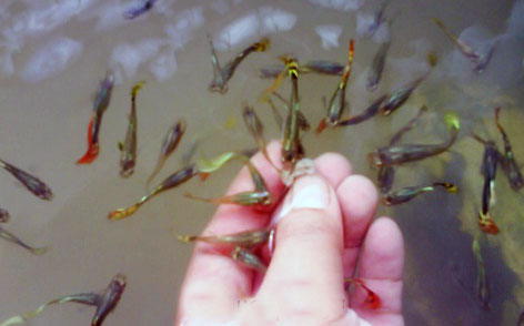 Фото 2. Рыбы и водные жители натуральные пробиотики
