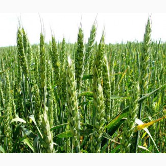 Семена озимой пшеницы Богдана