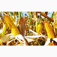 Насіння гібриду кукурудзи ВНІС ТЕСЛА (фао 350) 2020 року урожаю