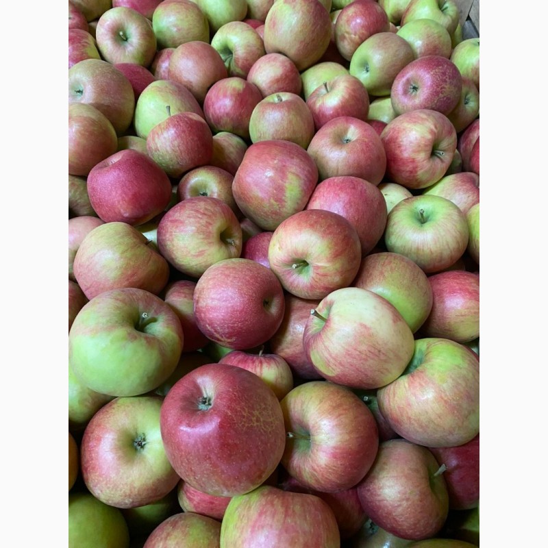 Фото 3. Продамо яблука від виробника: Чепіон, Голден